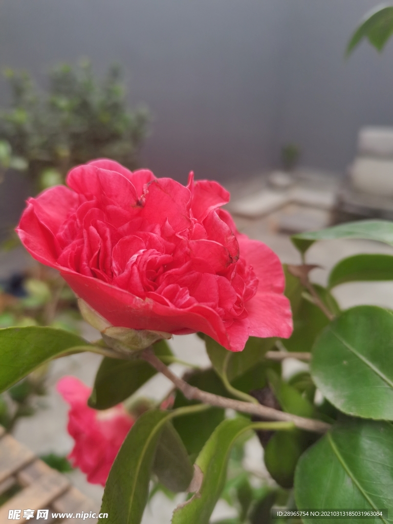 茶花