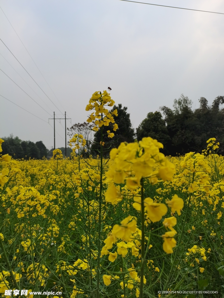 油菜花