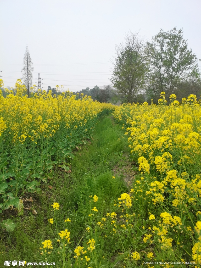 油菜花