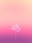冰花标本