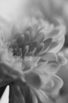 黑白花朵