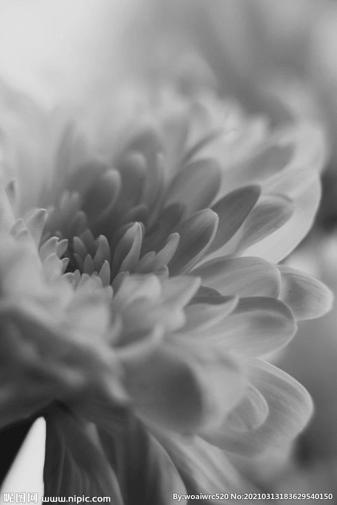 黑白花朵