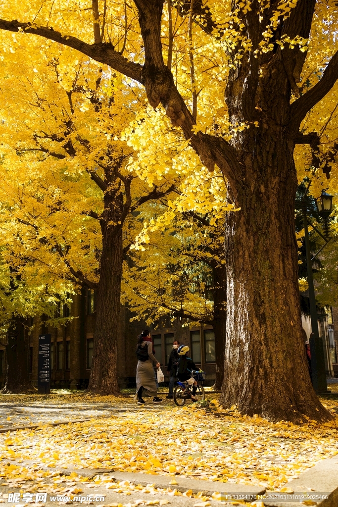 黄色落叶秋天季节