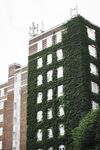 植物爬满楼房