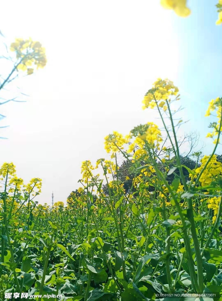 美丽的油菜花田