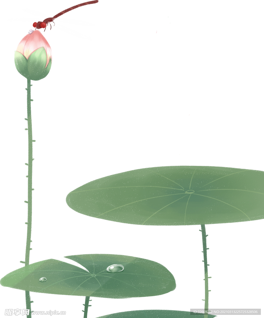 荷花 荷叶