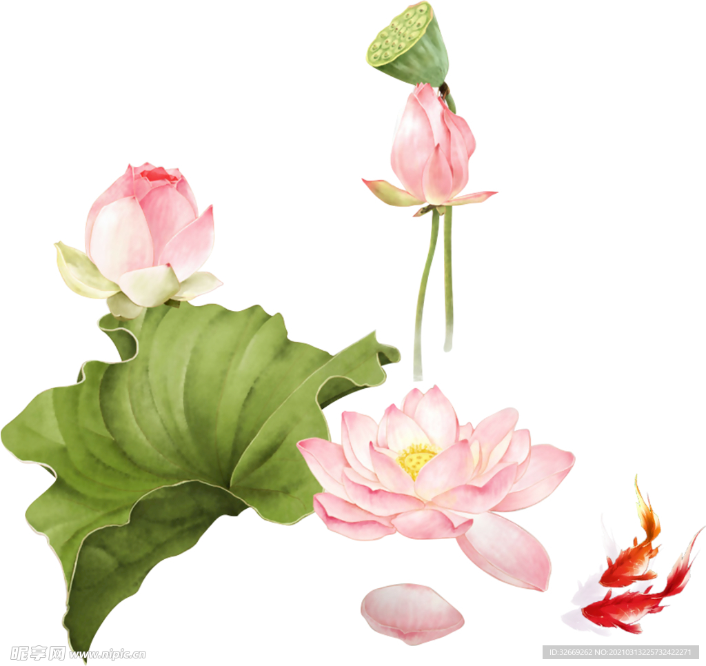 荷花 荷叶