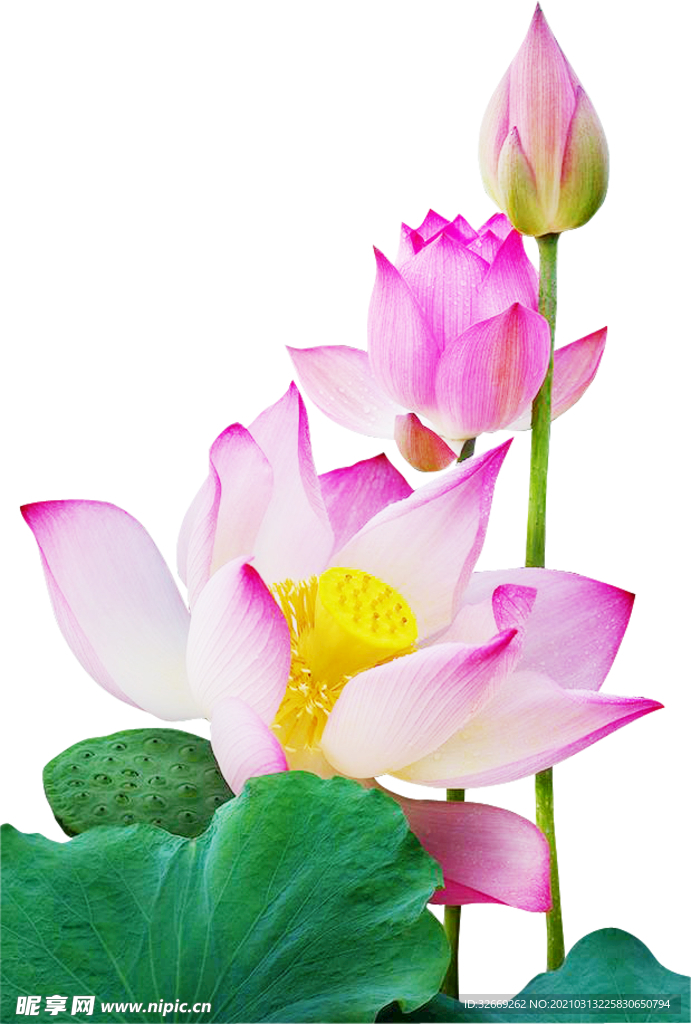 荷花 荷叶