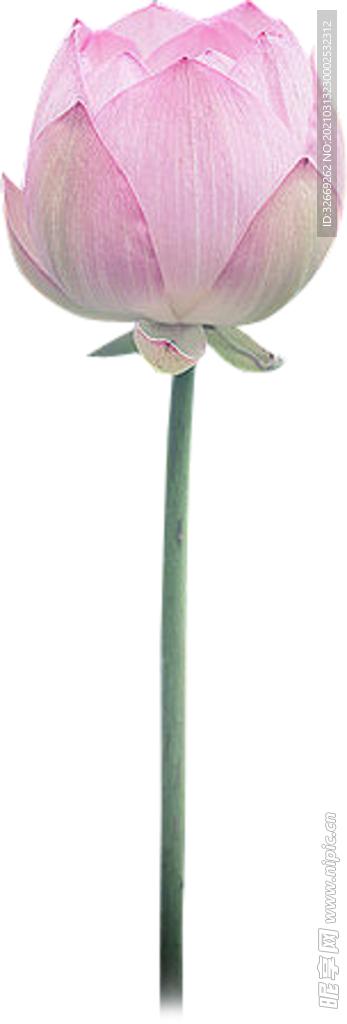 荷花 荷叶