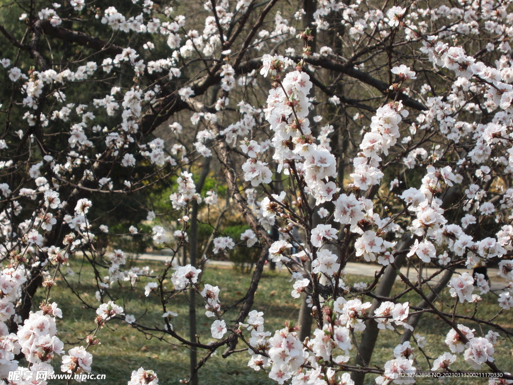 繁花似锦