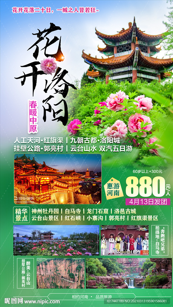 洛阳牡丹