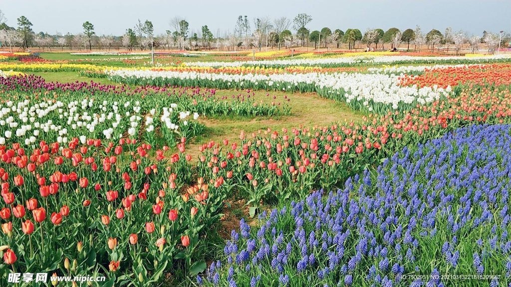 郁金香花园照片