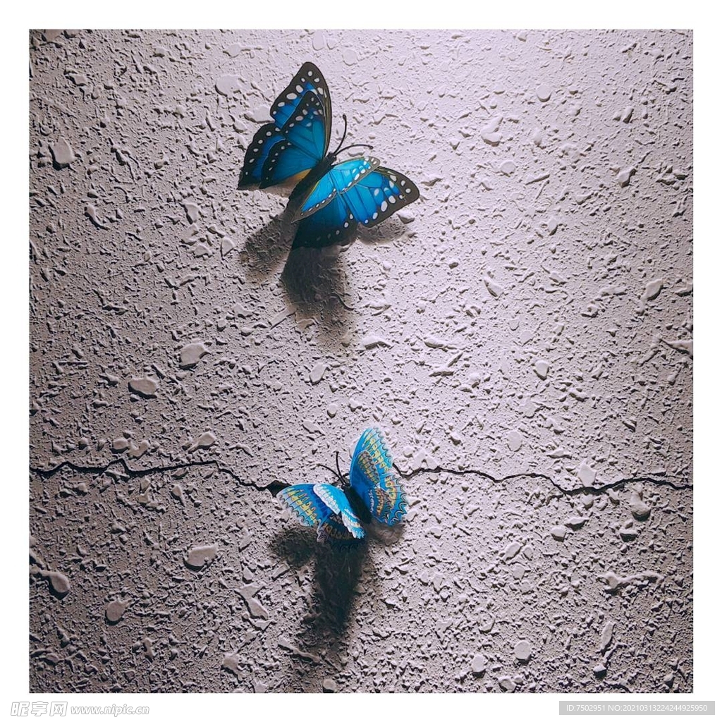 光照下的蝴蝶照片
