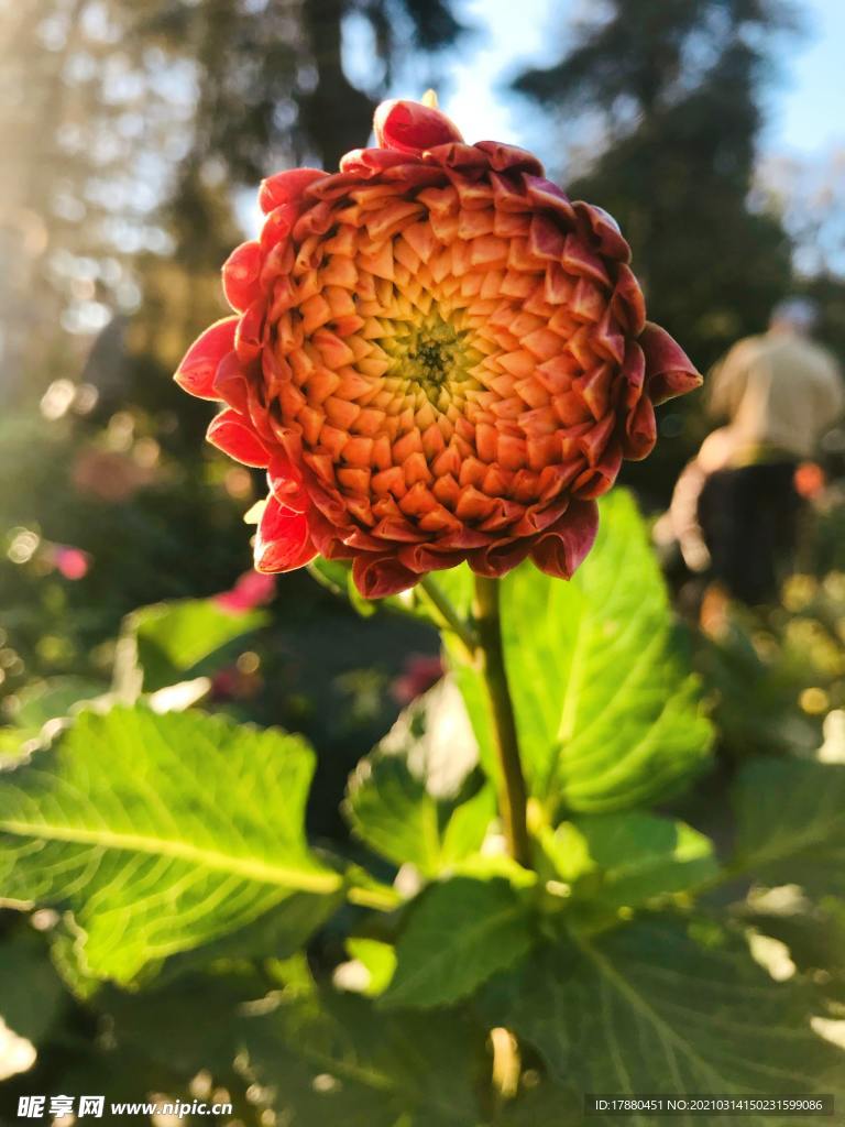 花卉