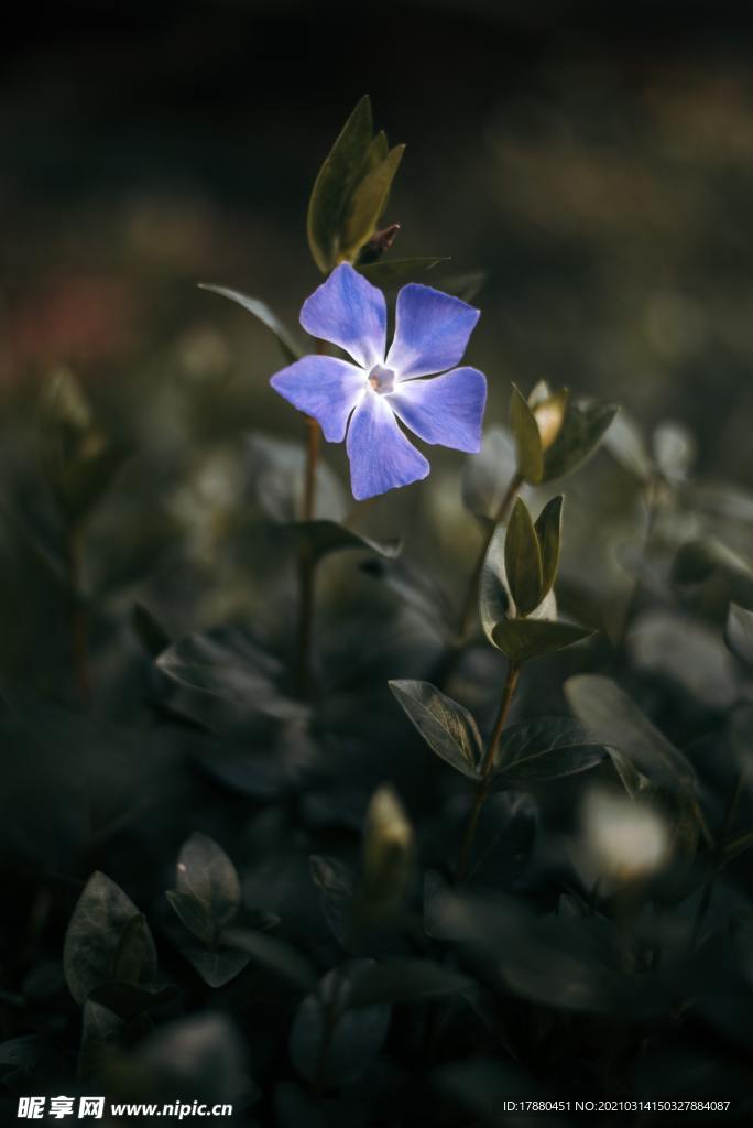 花卉