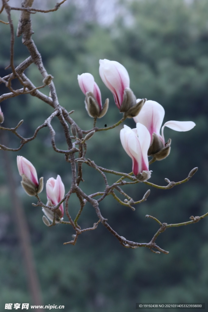 望春玉兰