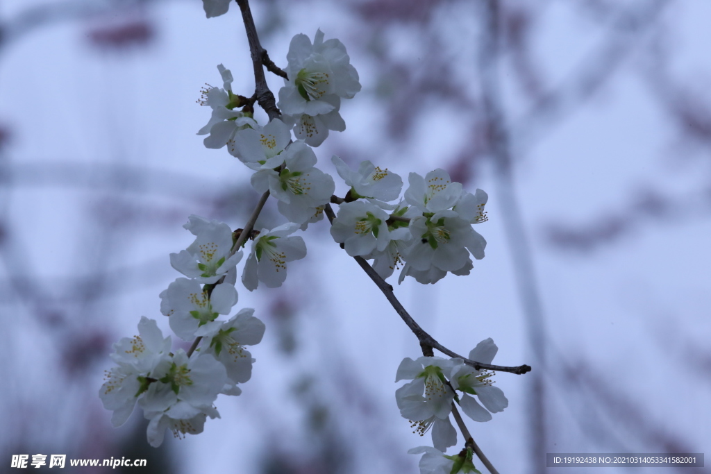 山桃花