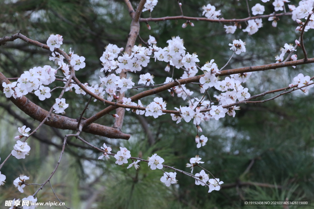 山桃花
