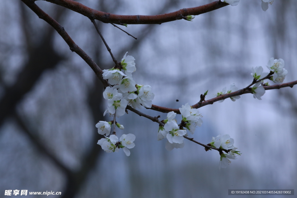 山桃花