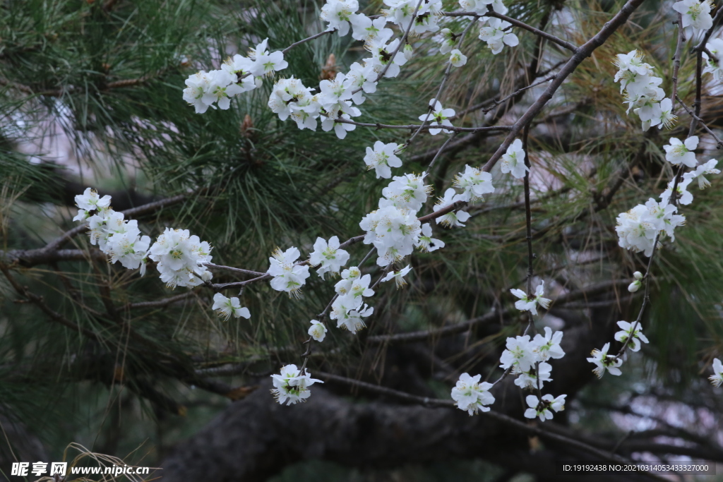 山桃花