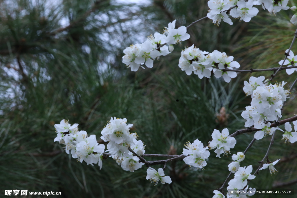 山桃花