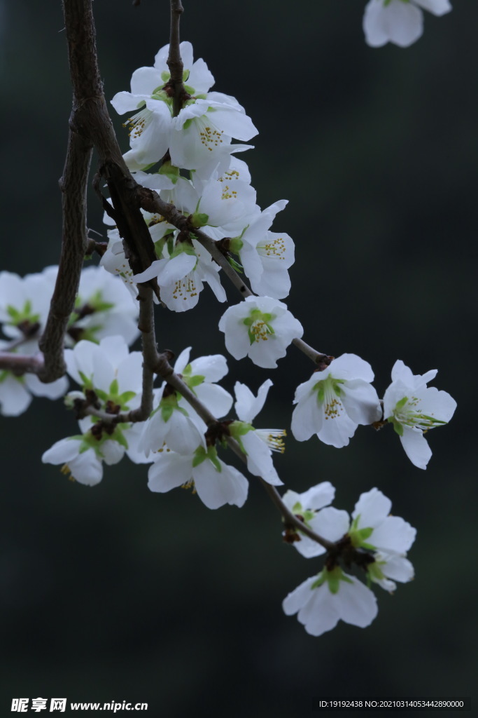 山桃花