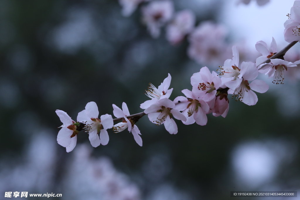 山桃花