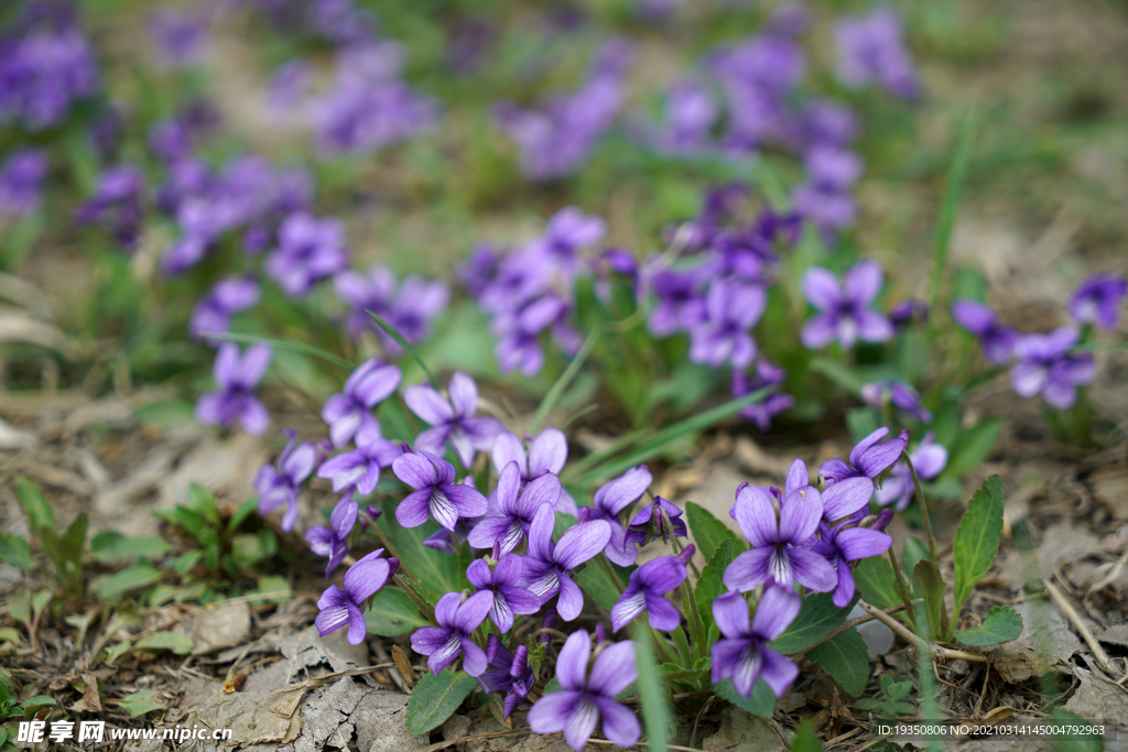 春天盛开的紫色小花花丛