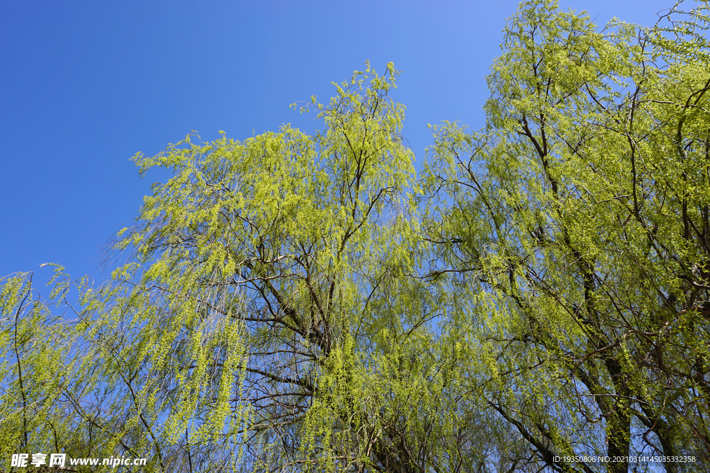 春天蓝天下的柳树枝叶