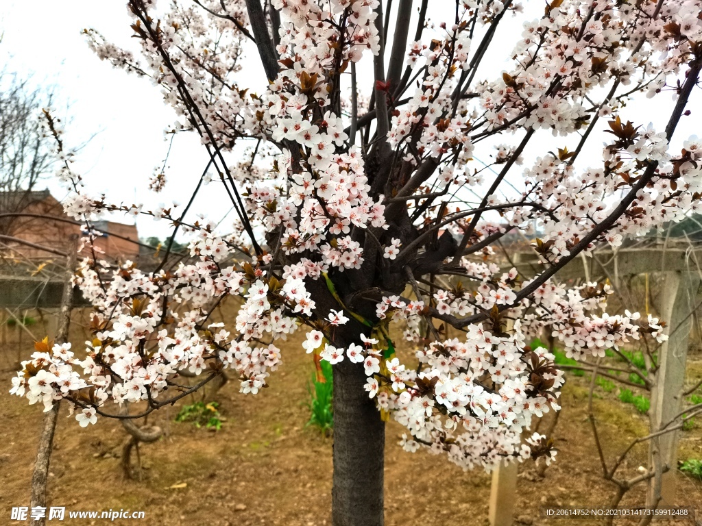 盛开的樱花