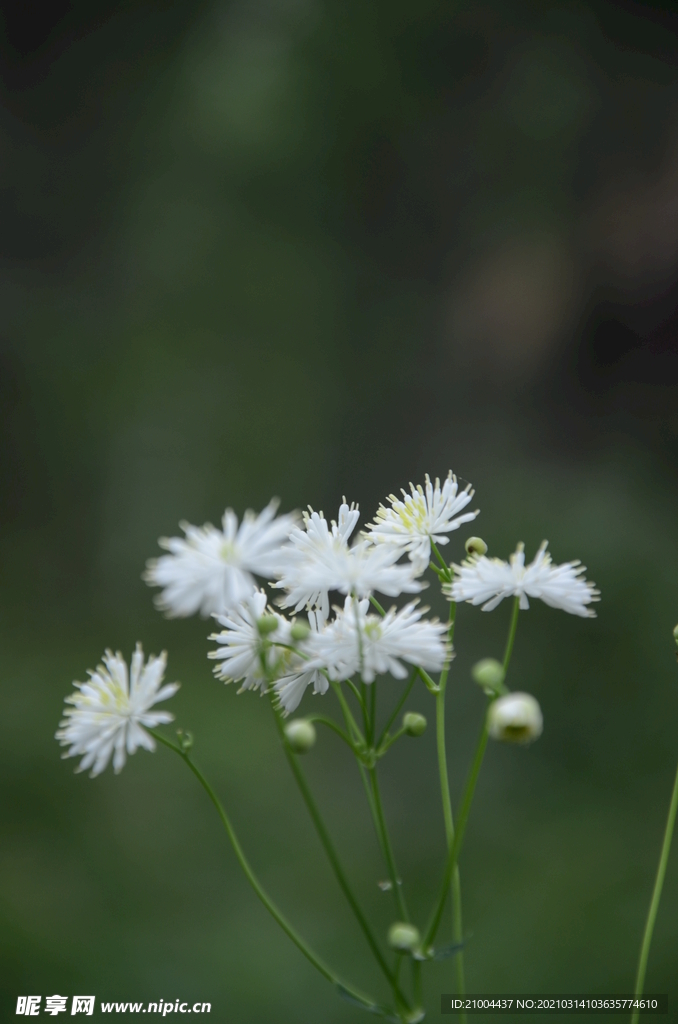 瓣蕊唐松草