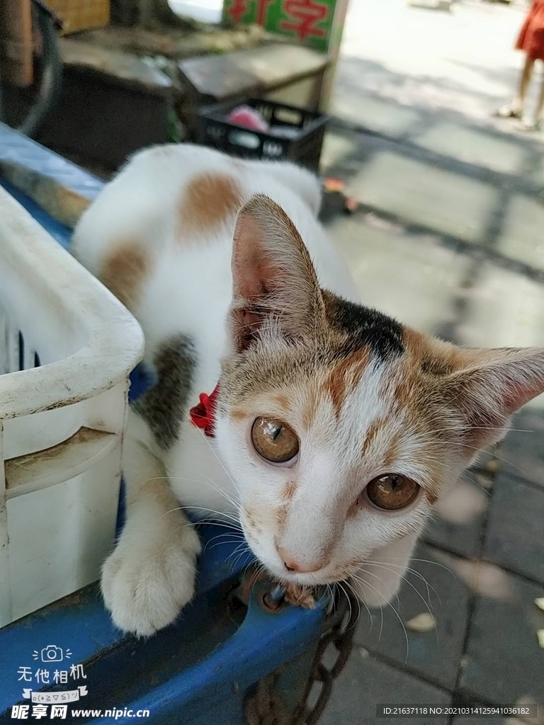 猫