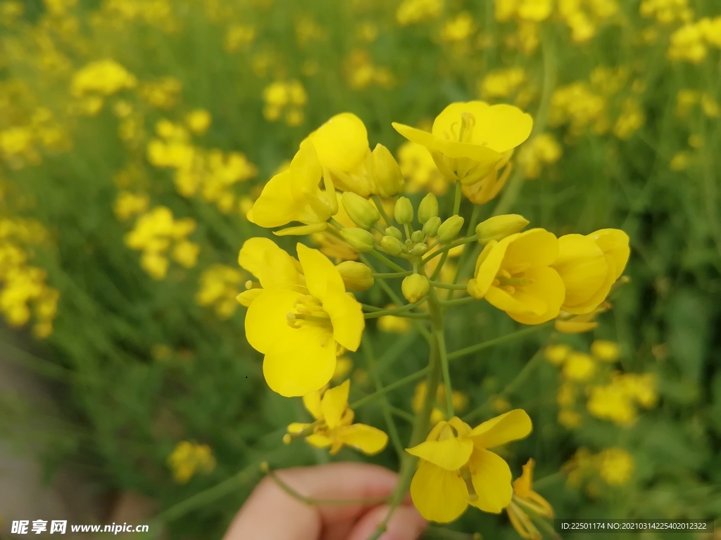 油菜花