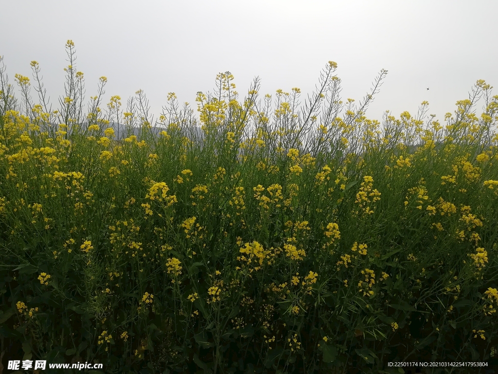 油菜花