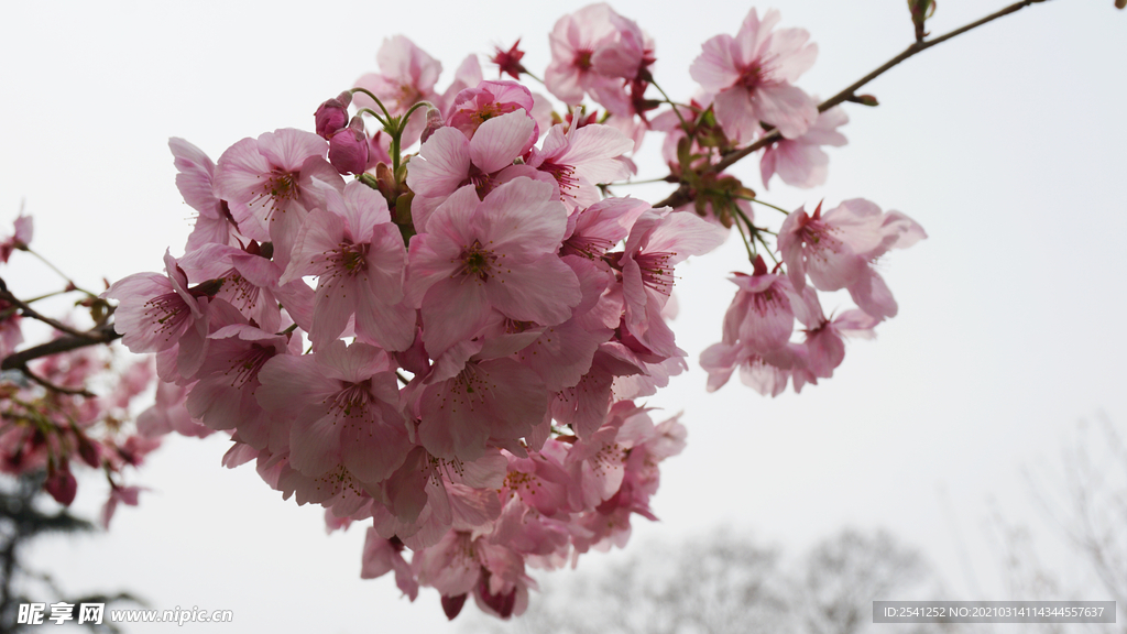 樱花