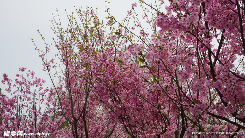 樱花