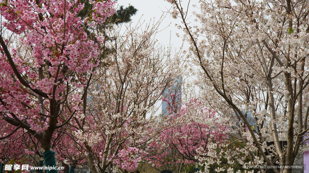 樱花林