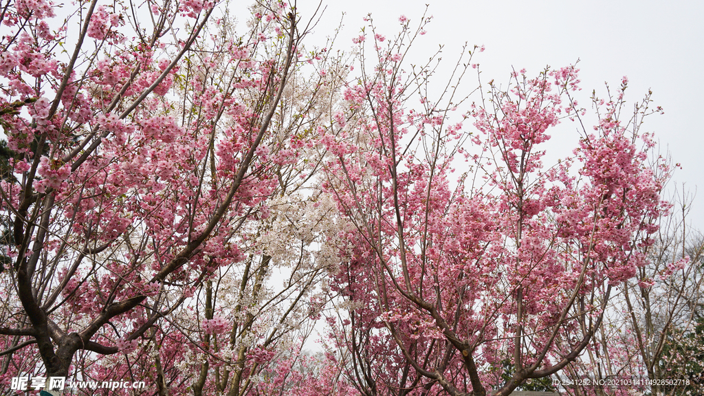 樱花