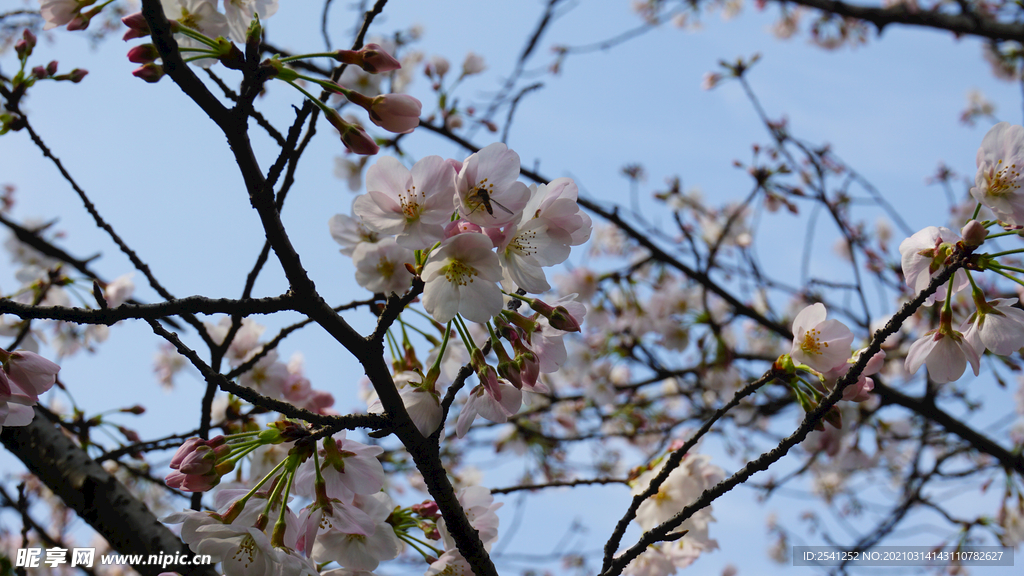 樱花