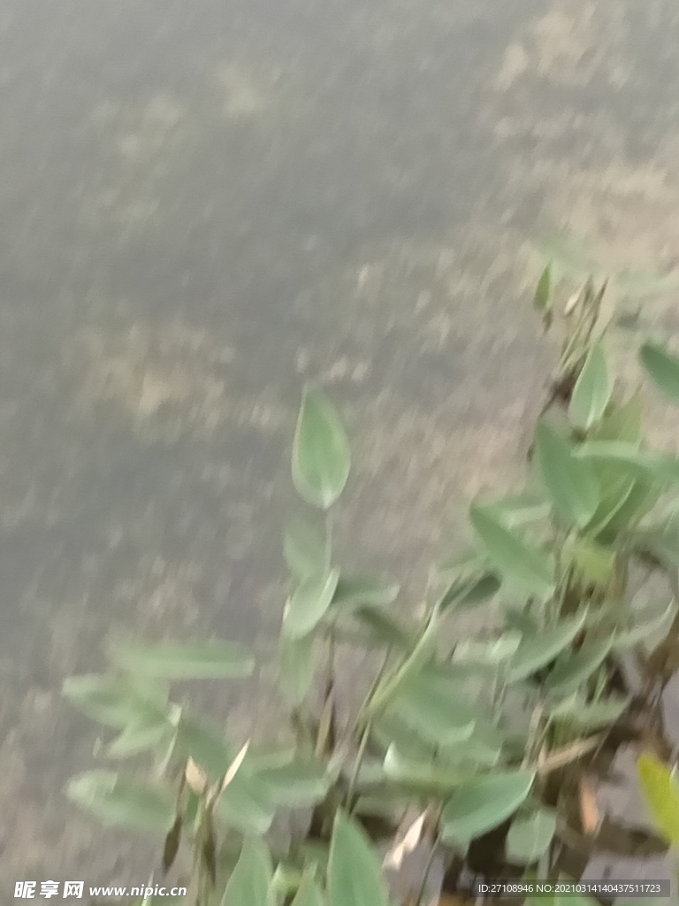风景  建筑  房子  树木
