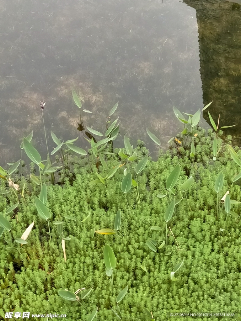 风景  建筑  房子  树木