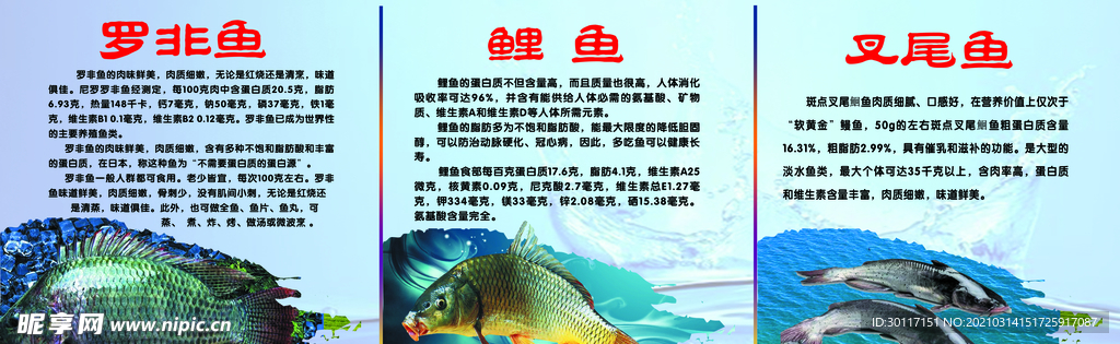 鱼的营养卖鱼海报