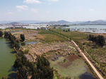 滇池湿地