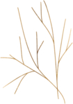 金色 花边花纹