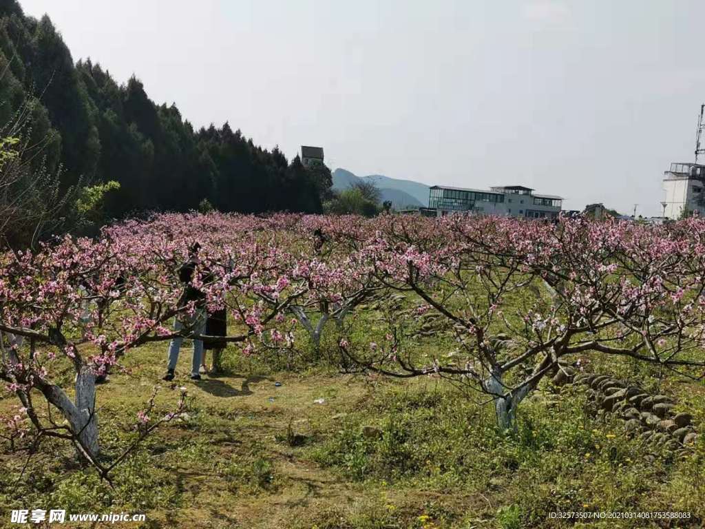 桃花