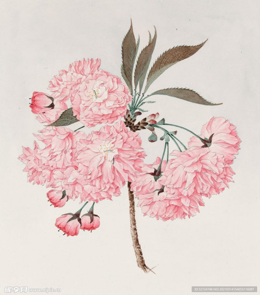 手绘樱花