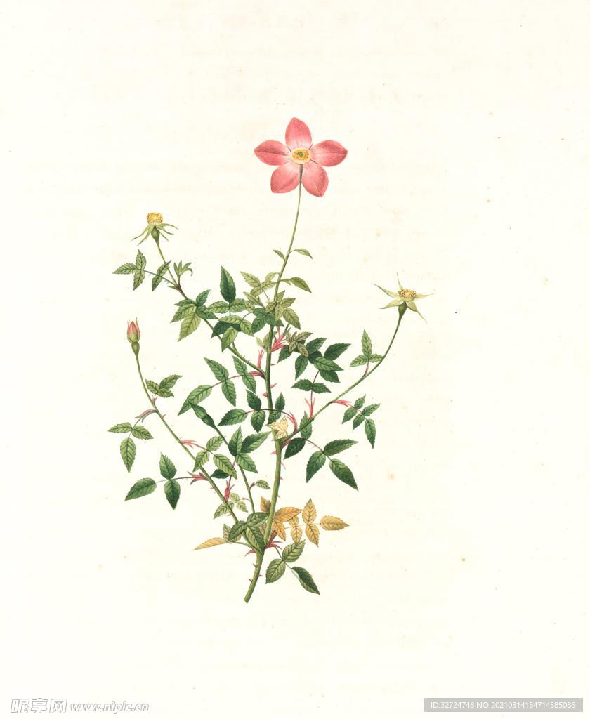 蔷薇