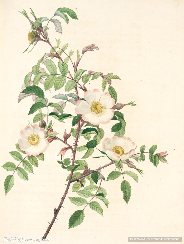 蔷薇插画