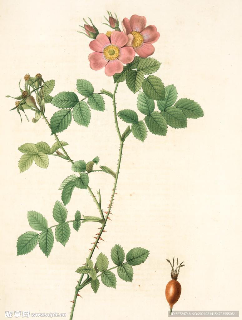蔷薇