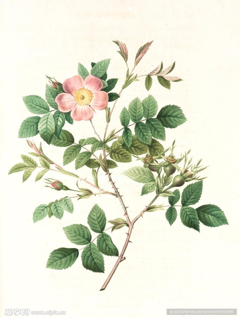 蔷薇
